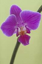 Orchid, Moth orchid, Phalaenopsis.