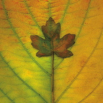 Maple, Norway maple, Acer platanoides.