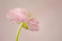 Ranunculus.