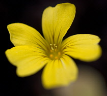 Oxalis, Oxalis siliquosa 'Sunset Velvet'.