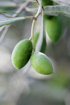 Olive, Olea europea.