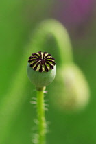 Poppy, Papaver.