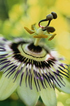 Passion flower, Passiflora caerulea.