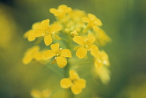 Mustard, Black mustard, Brassica nigra.