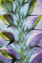 Bear's Breeches, Acanthus mollis.