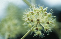 Fatsia, Fatsia japonica.