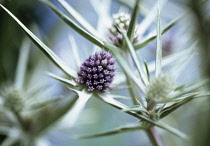 Sea Holly, Eryngium variifolium.