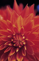 Dahlia.