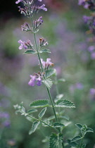 Catmint, Nepeta cataria.