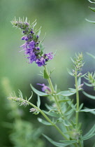 Hyssop, Hyssopus officinalis.