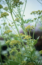 Lovage, Levisticum officinale.