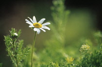 Chamomile, Chamaemelum nobile.