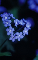 Forget-me-not, Myosotis.