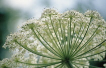 Dill, Anethum graveolens alba.