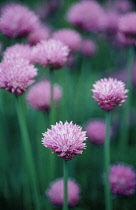 Chive, Allium schoenoprasum.