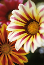 Gazania, Treasure flower, Gazania 'Tiger Stripes'.