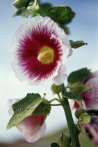 Hollyhock, Alcea 'Creme de Casis'.