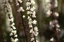 Cohosh, Bugbane, Cimicifuga simplex 'Brunette'.