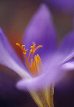 Crocus, Autumn crocus, Colchicum.