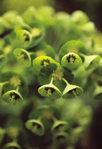 Euphorbia, Spurge, Euphorbia characias wulfenii.