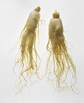 Ginseng, Asian ginseng, Korean ginseng, Panax ginseng.