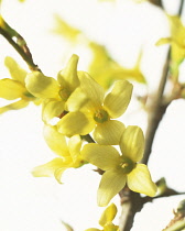 Forsythia, Forsythia.