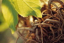 Ginseng, Siberian ginseng, Eleutherococcus senticous.