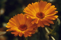 Marigold, Calendula officinalis.