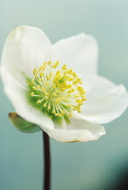 Hellebore, Helleborus niger 'Blackthorn strain'.