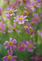 Coreopsis, Coreopsis rosea 'American Dream'.