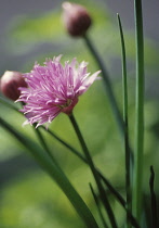 Chive, Allium schoenoprasum.