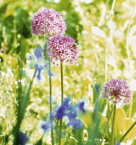 Allium, Allium stipitatum.