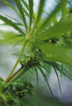 Cannabis, Hemp, Cannabis sativum.