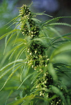 Cannabis, Hemp, Cannabis sativum.