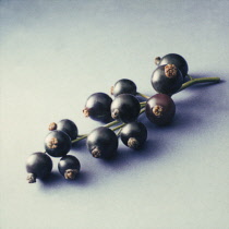 Currant, Blackcurrant, Ribes nigrum.