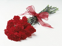 Carnation, Dianthus caryophyllus.