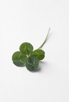 Clover, Trifolium.