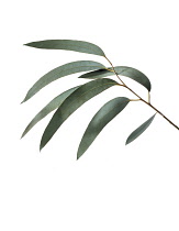 Eucalyptus, Eucalyptus gunnii.