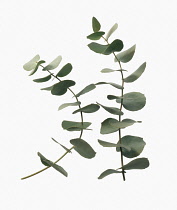 Eucalyptus, Eucalyptus gunnii.