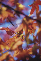 Sweetgum, Liquidambar styraciflua.