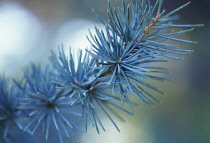 Atlas Cedar, Cedrus atlantica.