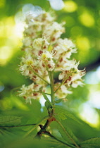 Horse Chestnut, Aesculus hippocastanum.