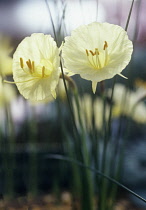 Daffodil, Narcissus romieuxii 'Treble Chance'.