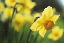 Daffodil, Narcissus 'Barrett Browning'.