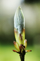 Horse Chestnut, Aesculus hippocastanum.