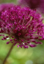 Allium, Allium aflatunense.