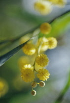 Wirilda, Acacia retinodes.