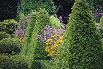 Box, common, Buxus sempervirens.