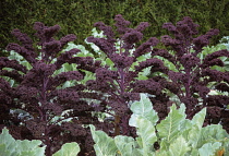 Kale, Brassica oleracea acephala.