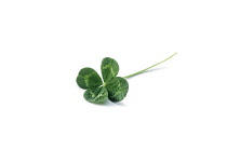 Clover, Trifolium.